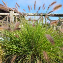 Grass, Chinese fountain